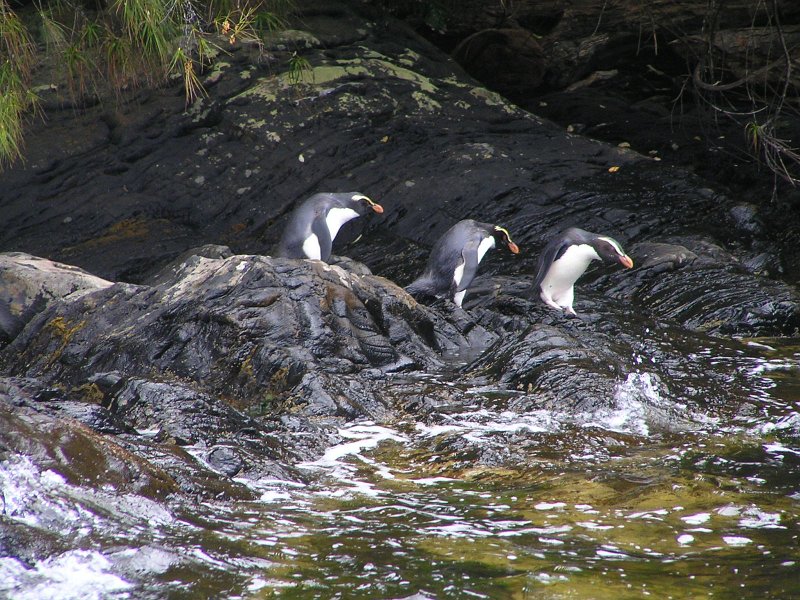 30 (45) Fiordland Crested Penguins.JPG
